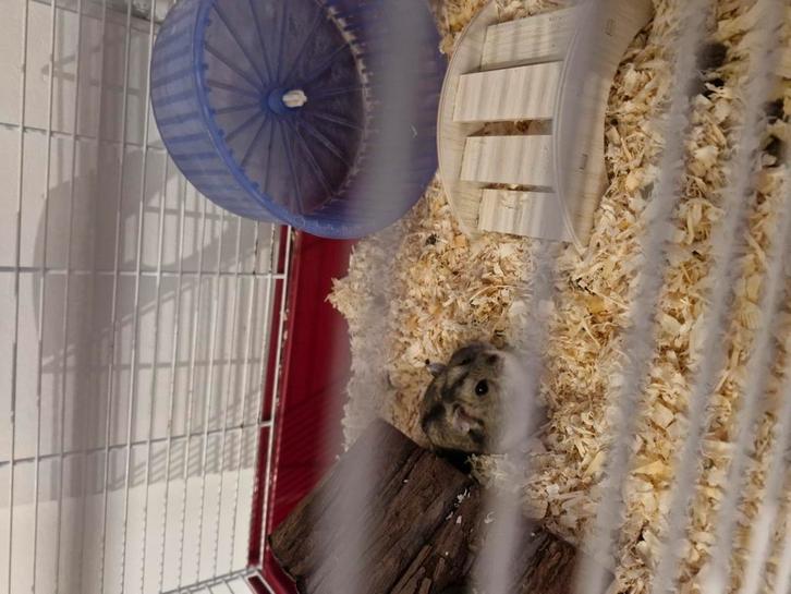 2 hamsters met kooien en toebehoren SAMEN, Dieren en Toebehoren, Knaagdieren, Mannelijk, Februari, Tam