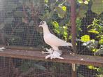 Duiven, Dieren en Toebehoren, Vogels | Duiven