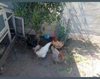 Legkippen, Dieren en Toebehoren