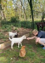 2 witte gecastreerde bokjes (geitjes) geboren op 13/03/2024, Dieren en Toebehoren