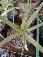 agave bracteosa, Tuin en Terras, Ophalen