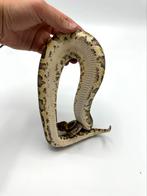 1.1 wookie spark/gravel 66% het clown, Dieren en Toebehoren, Reptielen en Amfibieën