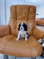 Cavalier King Charles pups, Particulier, Chienne, Belgique, Plusieurs