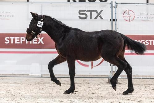 Bwp dressuur hengst jaarling Fürst Dior, Dieren en Toebehoren, Paarden, Hengst