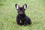 Franse Bulldog pups te koop, Dieren en Toebehoren, 15 weken tot 1 jaar, Buitenland, CDV (hondenziekte), Bulldog