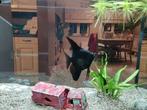 poisson-ange noir Pterophyllum scalare, Animaux & Accessoires, Poissons | Poissons d'aquarium