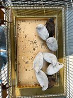 Chinese dwergkwartels, Dieren en Toebehoren