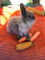 Konijn leeuwenkopje dwergkonijn