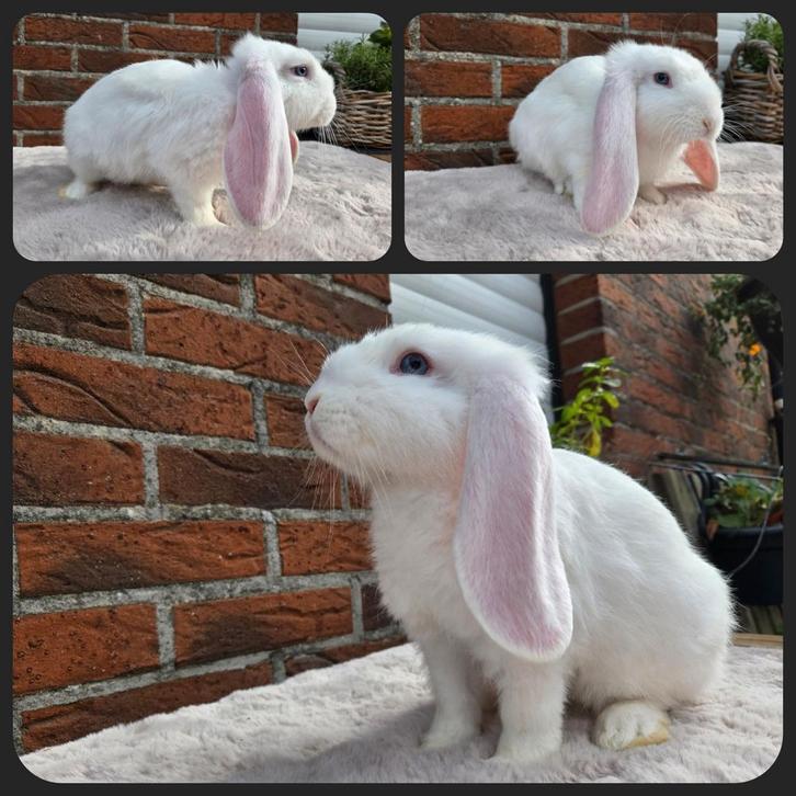 Franse hangoor, Dieren en Toebehoren, Konijnen, Hangoor