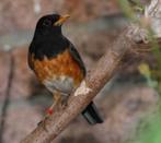 Zwartborstlijster pop, Dieren en Toebehoren, Vogels | Overige Vogels, Vrouwelijk, Tropenvogel, Geringd