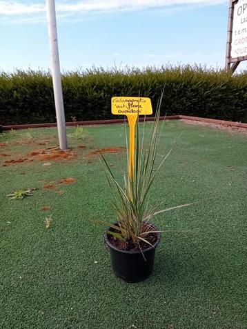 Calamagrostis acutiflora 'Overdam' beschikbaar voor biedingen