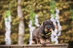Ruwharige Dwergteckel pups, met gezondheids-stamboom, Dieren en Toebehoren, België, CDV (hondenziekte), 8 tot 15 weken, Dwerg