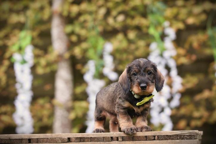 Ruwharige Dwergteckel pups, met gezondheids-stamboom, Dieren en Toebehoren, Honden | Teckels en Dashonden, Meerdere dieren, Ruwhaar