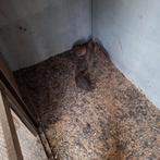 Kwartels, Dieren en Toebehoren, Meerdere dieren, Overige soorten