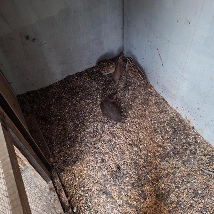 Kwartels, Dieren en Toebehoren, Pluimvee, Overige soorten, Meerdere dieren