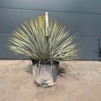 Yucca rostrata!, Tuin en Terras, Planten | Tuinplanten, Ophalen of Verzenden