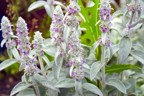 ezelsoor / bodembedekking, Tuin en Terras, Planten | Tuinplanten, Vaste plant, Bodembedekkers, Volle zon, Verzenden