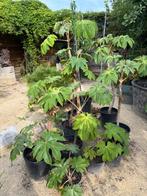 Tetrapanax steroidal giant, Tuin en Terras, Ophalen