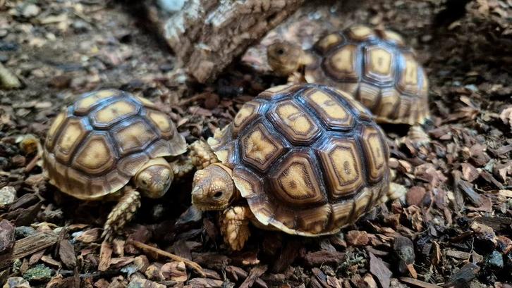 Centrochelys sulcata (schildpad), Dieren en Toebehoren, Reptielen en Amfibieën | Toebehoren
