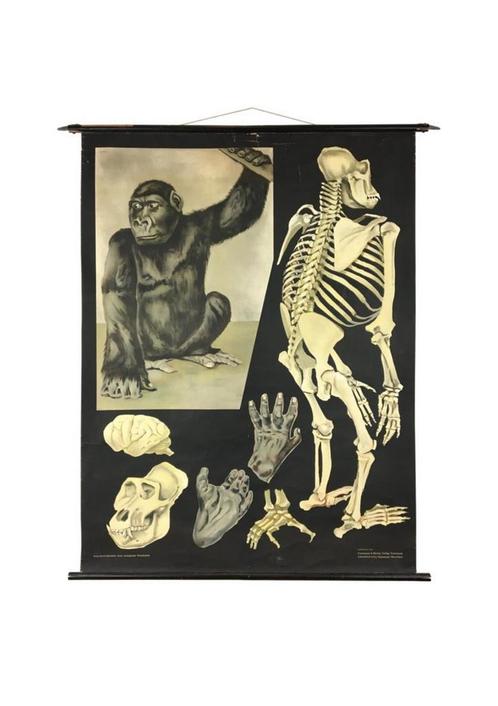 Antieke zwart/wit Schoolkaart Gorilla - Jung Koch Quentell, Antiek en Kunst, Antiek | Schoolplaten, Natuur en Biologie, Ophalen of Verzenden