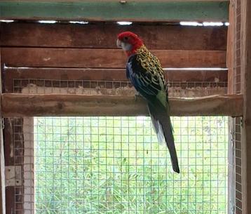Rosella Man Split Cinnamon en Blauw (2023), Mâle, Perruche, Bagué