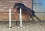 Heel mooie 3 jarige merrie, Dieren en Toebehoren, Merrie, Z