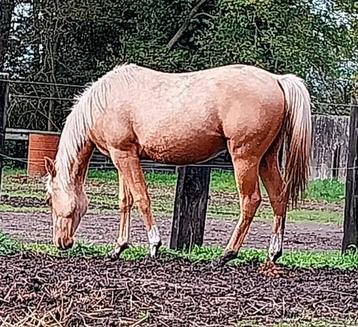 2 AQHA 18 maand hengsten beschikbaar voor biedingen