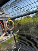 2 Vogel met kooi heel verzorgd, Meerdere dieren, Kleurkanarie