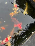 Koi vissen, Dieren en Toebehoren, Vissen | Vijvervissen, Karper of Koi
