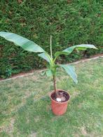 TE KOOP:  JONGE MUSA BASJOO MET KLUIT, Volle zon, Vaste plant, Zomer, Ophalen