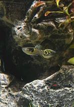 yellow tiger endler guppy, Zoetwatervis, Schoolvis, Vis