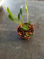 Platystele stenostachya orchidee zuid amerika, Dieren en Toebehoren, Ophalen of Verzenden