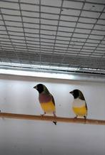 Gouldamadines., Dieren en Toebehoren, Vogels | Overige Vogels