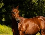 Knappe Quarter, Dieren en Toebehoren, Paarden, Minder dan 160 cm, Gechipt, 0 tot 2 jaar, Hengst