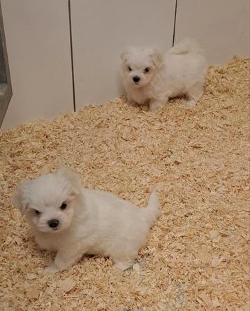 Maltezer beschikbaar voor biedingen