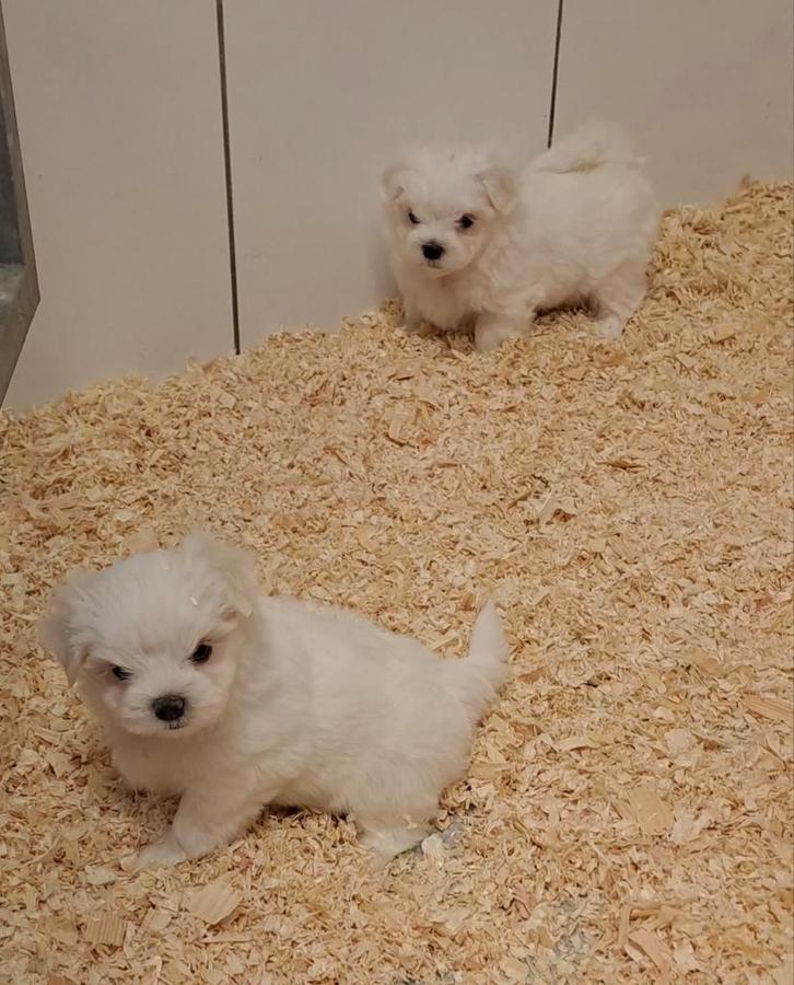 Maltezer, Dieren en Toebehoren, Honden | Chihuahua's en Gezelschapshonden, Meerdere dieren, Maltezer, Fokker | Professioneel, Meerdere