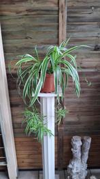 Chlorophytum comosum., Groene kamerplant, Ophalen, Halfschaduw
