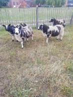 Bagger bonte schapen ruilen, Dieren en Toebehoren, Meerdere dieren, Schaap, 0 tot 2 jaar