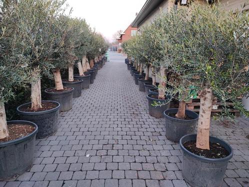 Olijfbomen, Tuin en Terras, Planten | Bomen, Olijfboom, 100 tot 250 cm, Volle zon, Lente, Ophalen