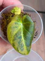 Alocasia black velvet gold, Huis en Inrichting, Kamerplanten, Ophalen