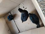 Australorp kuikens te koop, Dieren en Toebehoren, Pluimvee