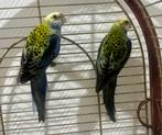 Rosella met bleke kop, koppel van 2025, Dieren en Toebehoren