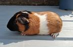 Mooie cavia,s, Dieren en Toebehoren, Knaagdieren, Mannelijk, Cavia, Tam