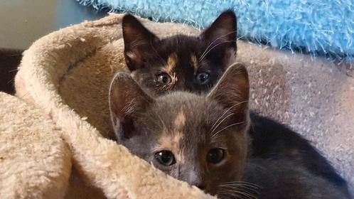 6 schattige kittens, Dieren en Toebehoren, Katten en Kittens | Raskatten | Korthaar, Meerdere dieren, 0 tot 2 jaar, Gechipt, Ontwormd