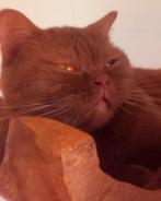 Deckcat britannique à poil court. Pas à vendre !, 0 à 2 ans