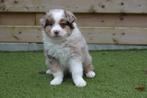 Prachtige Australische herder pups (Aussie pups), Dieren en Toebehoren, Honden | Herdershonden en Veedrijvers, België, CDV (hondenziekte)