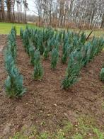 coniferen - cipressen aan 4 euro/stuk, Tuin en Terras, Ophalen, Conifeer, Haag, 100 tot 250 cm