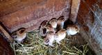 Brahma goudpatrijs kuikens, Dieren en Toebehoren, Pluimvee, Meerdere dieren, Kip