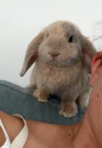 Hangoor dwergkonijn, Mâle, Petit, Oreilles tombantes, 0 à 2 ans