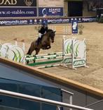 5 jarige springgefokte merrie, Merrie, Springpaard, 3 tot 6 jaar, 165 tot 170 cm